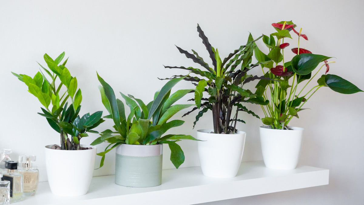 The Best Plants for Your Office ethnasia